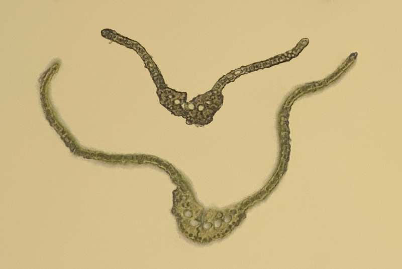 Dicranum brevifolium